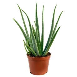 Aloe Vera -Plants Sale Store Aloe Vera 70cm