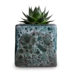 Aloe Aristata Cosmo -Plants Sale Store Aloe aristata Cosmo 10.5x17cm Lava Cube Relic Planter Jade 16x16x16cm