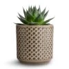 Aloe Aristata Cosmo 1 Aloe Aristata Cosmo -Plants Sale Store Aloe aristata Cosmo 10.5x17cm Thies Plant Pot Olive Green 13x13cm