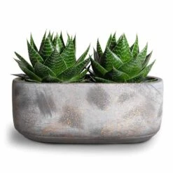 Aloe Aristata Cosmo -Plants Sale Store Aloe aristata Cosmo 11x17cm Saar Oval Plant Bowl Earth Cement 26x13x11cm 2 50f5b65a 0bd0 45db 9d27 f937ec76664b