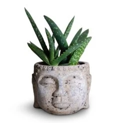Aloe Vera Paradisicum - Jurassic Dino -Plants Sale Store Aloe evera Paradisicum 10.5x20cm Buddha Plant Pot Cement 17x13cm c1e1c1d6 0487 4ed7 a298 c5c360a5405a