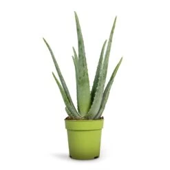 Aloe Vera -Plants Sale Store Aloe vera 12x35cm