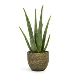 Aloe Vera -Plants Sale Store Aloe vera 12x35cm Rinca Plant Pot Shiny Green 15x13cm