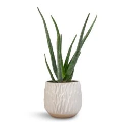 Arles Leaf Plant Pot - White -Plants Sale Store Aloe vera 12x40cm Arles Leaf Plant Pot White 17x17cm