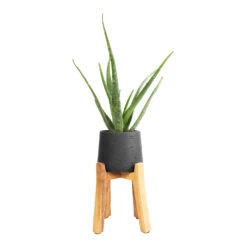Patt Plant Pot - Tall Stand - Black Washed -Plants Sale Store Aloe vera 12x40cm Patt Plant Pot Tall Stand Black Washed 23x34cm