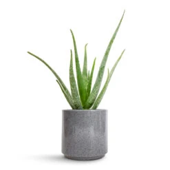 Aloe Vera -Plants Sale Store Aloe vera 12x40cm Remmi Glaze Plant Pot Grey 16x16cm 643ded9d a6ed 4b82 8b19 1b4189d14970