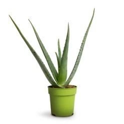 Aloe Vera -Plants Sale Store Aloe vera 12x40cm 039499a8 986e 4a9b bff6 24faae8bf7ee