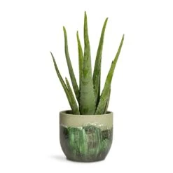 Moon Plant Pot - Jungle -Plants Sale Store Aloe vera 15x45cm Moon Plant Pot Jungle 19x16cm
