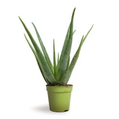 Aloe Vera -Plants Sale Store Aloe vera 15x50cm