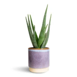 Aloe Vera -Plants Sale Store Aloe vera 15x50cm Copenhagen Plant Pot Blue 18.5x19.5cm 2337ba21 7965 4bf1 8ce5 5b3276fc3250
