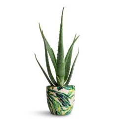 Aloe Vera -Plants Sale Store Aloe vera 15x50cm Monza Plant Pot Botanical Fern 17x17cm e9257a20 191d 4734 bbc2 871ad769d340