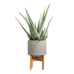 Aloe Vera -Plants Sale Store Aloe vera 19x55cm Vigo Plant Pot with Wooden Stand Concrete Grey 22x30.5cm 6b7ea2e3 3e5a 43fa 84e1 d5363b5354f9