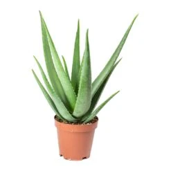 Aloe Vera -Plants Sale Store Aloe vera 19x60cm
