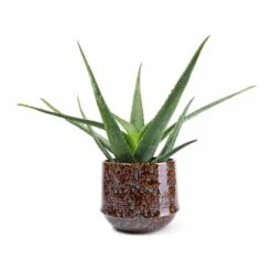 Aloe Vera -Plants Sale Store Aloe vera 21x60cm Noud Plant Pot Marrakesh 26x22cm