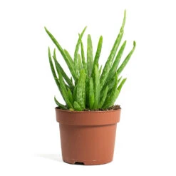 Aloe Vera Clumb -Plants Sale Store Aloe vera Clumb 12cm