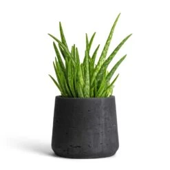 Patt Plant Pot - Black Washed -Plants Sale Store Aloe vera Clumb 12x30cm Patt Plant Pot Black Washed 17x14cm 901f7a69 45e9 4993 b044 761cc737bcc3