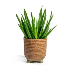 Aloe Vera Clumb -Plants Sale Store Aloe vera Clumb Bekka Plant Pot Pale Pink