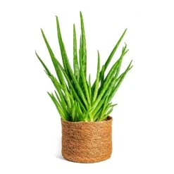 Aloe Vera Clumb -Plants Sale Store Aloe vera Clumb Stef Plant Baskets Set of 5 Camel