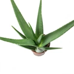 Aloe Vera -Plants Sale Store Aloe vera Leaves