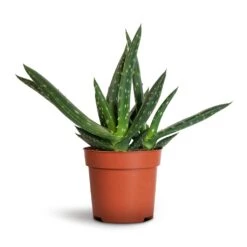 Aloe Vera Paradisicum - Jurassic Dino -Plants Sale Store Aloe vera Paradisicum 10.5x20cm 1