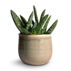 Aloe Vera Paradisicum - Jurassic Dino -Plants Sale Store Aloe vera Paradisicum 10.5x20cm Iris Plant Pot Mint 14x12cm