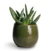 Aloe Vera Paradisicum - Jurassic Dino -Plants Sale Store Aloe vera Paradisicum 10.5x20cm Mischa Plant Pot Forest Green 15x14cm