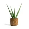 Aloe Vera -Plants Sale Store Aloe vera Thies Plant Pot Mustard