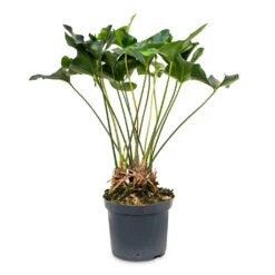 Anthurium Arrow -Plants Sale Store Anthurium Arrow 30x90cm