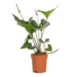 Anthurium Arrow -Plants Sale Store Anthurium Arrow Flamingo Flower 14x50cm