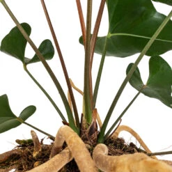 Anthurium Arrow -Plants Sale Store Anthurium Arrow Flamingo Flower DETAIL 2