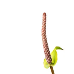 Anthurium Arrow -Plants Sale Store Anthurium Arrow Flamingo Flower SWATCH
