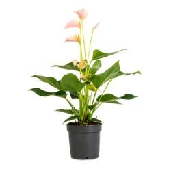 Anthurium - Flamingo Flower - Joli Peach -Plants Sale Store Anthurium Flamingo Flower Joli Peach 12x40cm