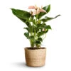 Anthurium - Flamingo Flower - Joli Peach 2 Anthurium - Flamingo Flower - Joli Peach -Plants Sale Store Anthurium Flamingo Flower Joli Peach 12x40cm Maartje Plant Baskets Set of 5 Jute 2 18adb797 6fda 420f b435 cd5c894f28bb