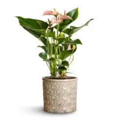 Anthurium - Flamingo Flower - Joli Peach -Plants Sale Store Anthurium Flamingo Flower Joli Peach 12x40cm Venetian Plant Pot Grey 16x14cm 2