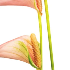 Anthurium - Flamingo Flower - Joli Peach -Plants Sale Store Anthurium Flamingo Flower Joli Peach SWATCH 2