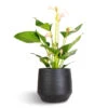 Anthurium - Flamingo Flower - Joli Pulse -Plants Sale Store Anthurium Flamingo Flower Joli Pulse 12x40cm Norell Plant Pot Black 18x16cm