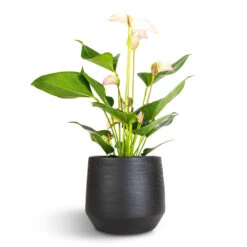 Norell Plant Pot - Black -Plants Sale Store Anthurium Flamingo Flower Joli Pulse 12x40cm Norell Plant Pot Black 18x16cm 302a1dbb 1284 4af4 909b cb8e683c8ee2