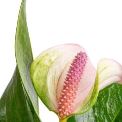 Anthurium - Flamingo Flower - Joli Pulse -Plants Sale Store Anthurium Flamingo Flower Joli Pulse SWATCH 2