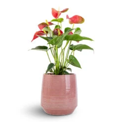 Remi Plant Pot - Pink -Plants Sale Store Anthurium Flamingo Flower Royal Red 12x40cm Remi Plant Pot Pink 18x19cm