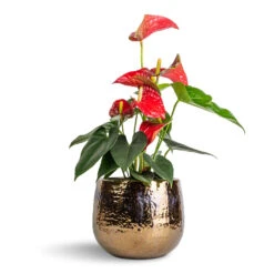 Anthurium - Flamingo Flower - Royal Red 19 Anthurium - Flamingo Flower - Royal Red -Plants Sale Store Anthurium Flamingo Flower Royal Red 12x40cm Yvette Plant Pot Gold 19x16cm