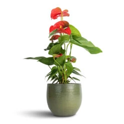 Zembla Plant Pot - Green 24 Zembla Plant Pot - Green -Plants Sale Store Anthurium Flamingo Flower Royal Red 12x40cm Zembla Plant Pot Green 15x13cm