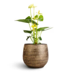 Anthurium - Flamingo Flower - Vanilla -Plants Sale Store Anthurium Flamingo Flower Vanilla Ryan Plant Pot Shiny Gold 18x16cm 1