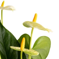 Anthurium - Flamingo Flower - Vanilla -Plants Sale Store Anthurium Flamingo Flower Vanilla SWATCH 2
