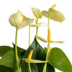 Anthurium - Flamingo Flower - Vanilla -Plants Sale Store Anthurium Flamingo Flower Vanilla SWATCH 3
