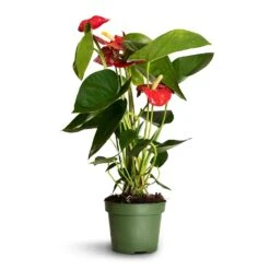 Anthurium - Flamingo Flower - Royal Red 17 Anthurium - Flamingo Flower - Royal Red -Plants Sale Store Anthurium Royal Champion 2
