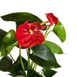 Anthurium - Flamingo Flower - Royal Red 18 Anthurium - Flamingo Flower - Royal Red -Plants Sale Store Anthurium Royal Champion Close Up