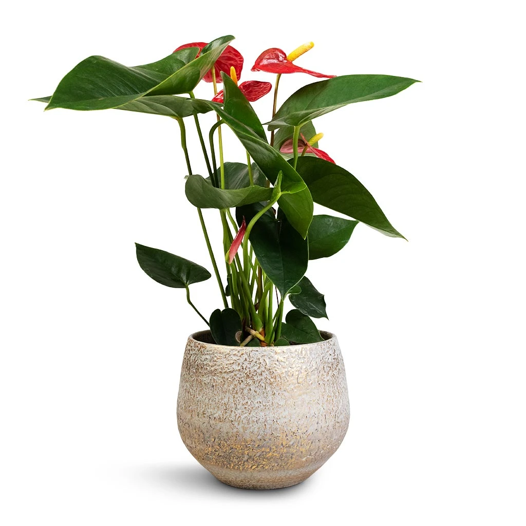 Anthurium - Flamingo Flower - Royal Red 13 Anthurium - Flamingo Flower - Royal Red - Image 11