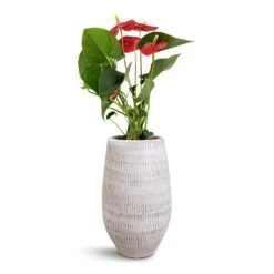 Anthurium - Flamingo Flower - Royal Red 26 Anthurium - Flamingo Flower - Royal Red -Plants Sale Store Anthurium Royal Champion Royal Red 12x40cm Ryan Plant Vase White Black 18x30cm