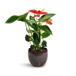 Anthurium - Flamingo Flower - Royal Red 22 Anthurium - Flamingo Flower - Royal Red -Plants Sale Store Anthurium Royal Champion Royal Red 12x40cm Vive Metal Plant Pots Set3 Lava smallest