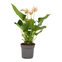 Anthurium - Flamingo Flower - Joli Peach -Plants Sale Store Anthurium andraeanum Joli Peach